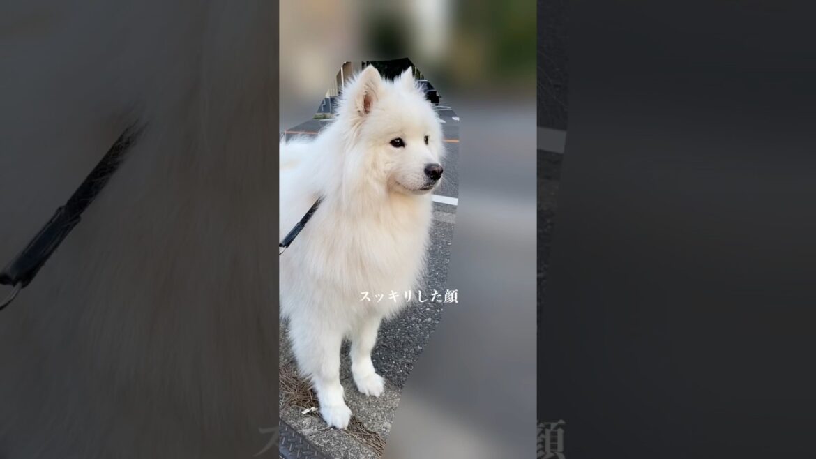 振り絞るように遠吠えするサモエドの表情がかわいい　#サモエド #samoyed