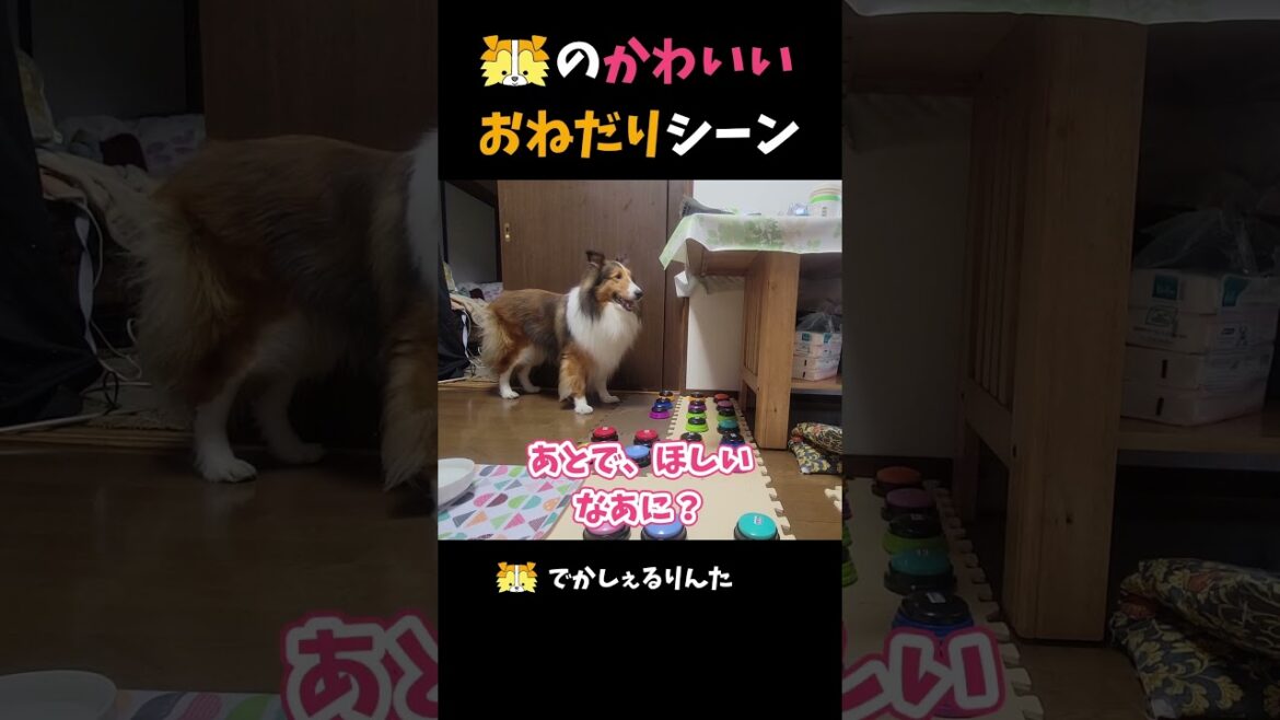 シェルティのかわいいおねだりシーン【会話ボタンでしゃべる犬】 #shorts #dog