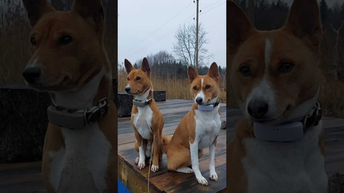 Last fishing of the Year #basenji #doglover #cuteanimals