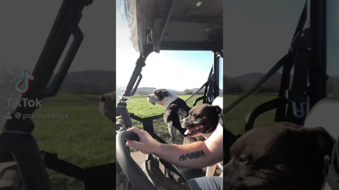 We’re all enjoying God’s creation. #staffy #americanbulldog #staffordshirebullterrier #dog