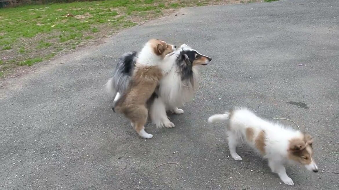 ﾗﾌｺﾘｰ　Motherlake Collies　ミコの子　生後69日目　20241108