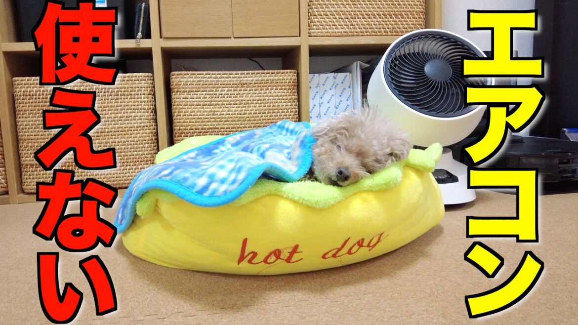 12月までエアコンが使えなくなってしまいました…【トイプードル】 12月までエアコンが使えなくなってしまいました…【トイプードル】