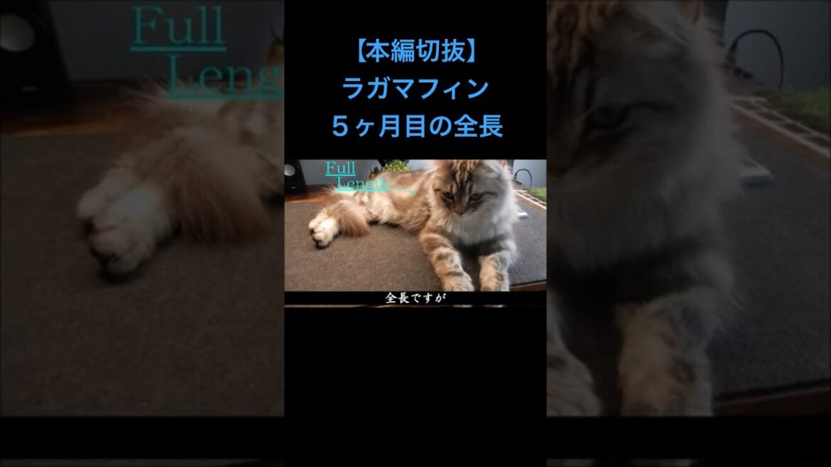 【本編切抜】パパの部屋でくつろぐルークの全長公開 #ラガマフィン #子猫 #猫 #ねこ #ペット #cat #癒し