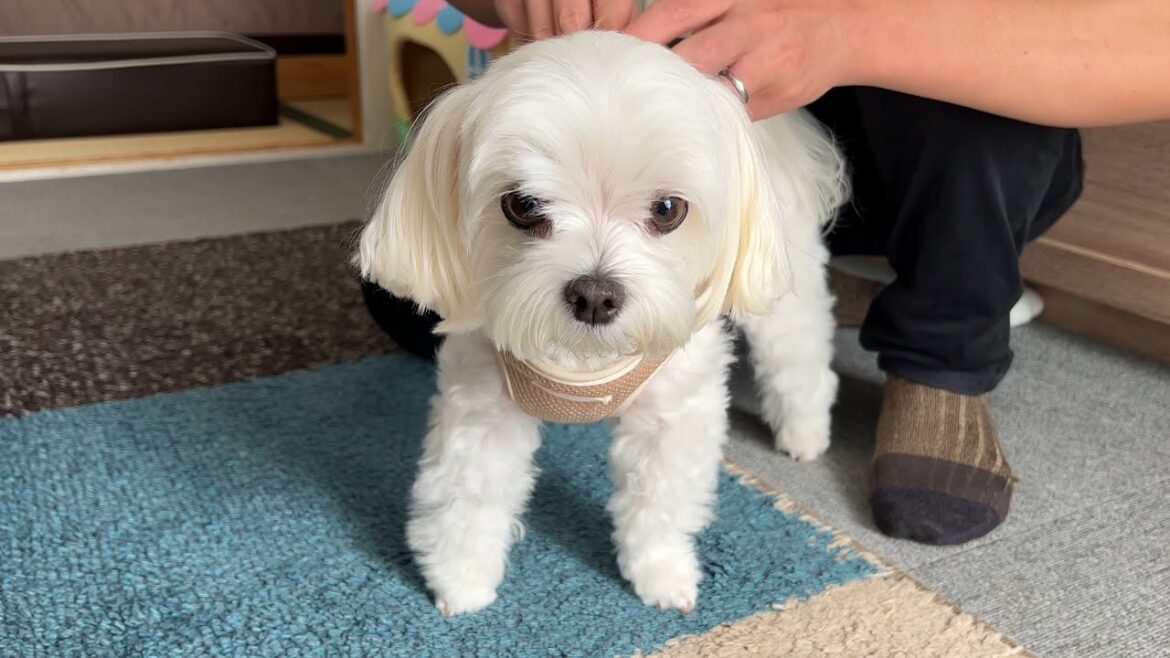 犬と泊まれる海沿いの貸別荘が最高すぎた【マルチーズ】