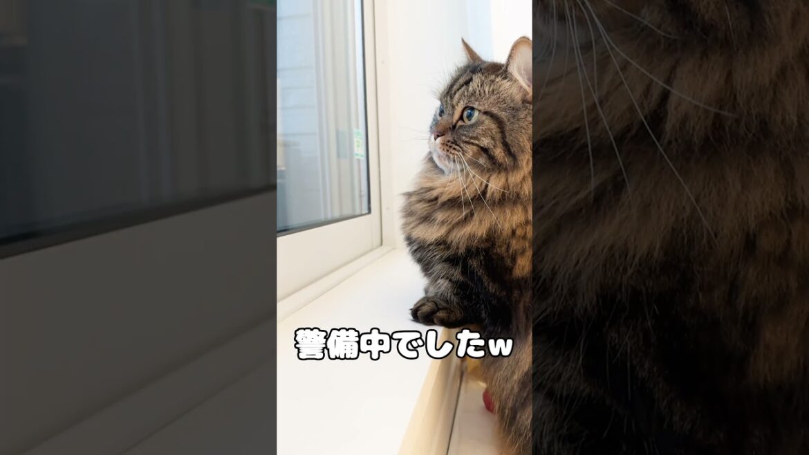 警備の仕事は忙しい【マンチカンのアーサー】 #Shorts 警備の仕事は忙しい【マンチカンのアーサー】 #Shorts