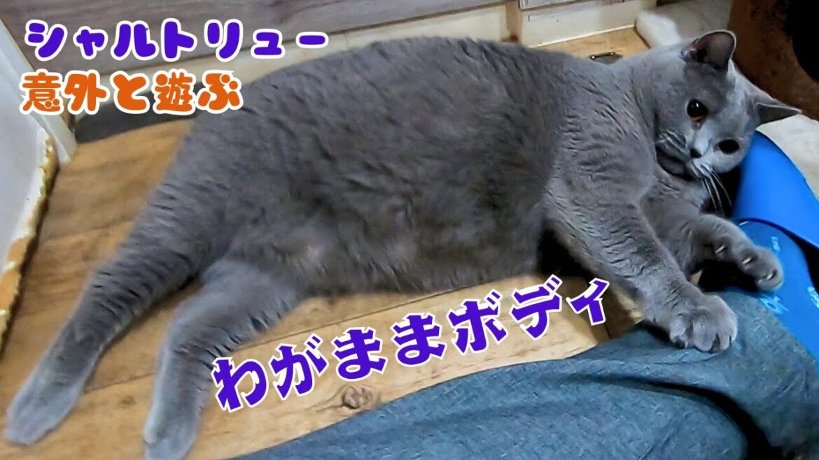繁殖場からレスキューされたシャルトリューわがままボディでもへそ天で遊ぶ（保護猫カフェ猫の木）十三駅