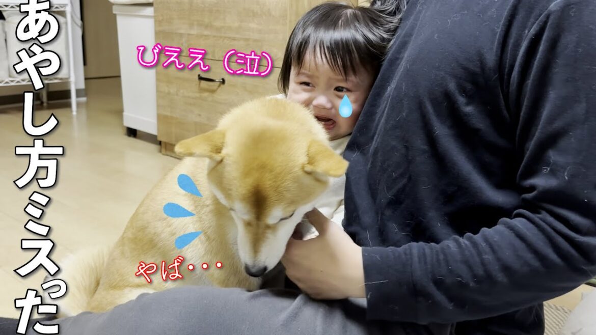 号泣する1歳児のあやし方をうっかり間違えた柴犬 号泣する1歳児のあやし方をうっかり間違えた柴犬