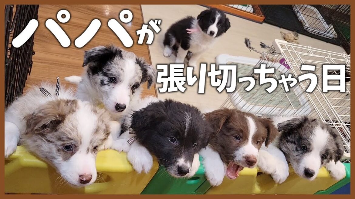子供たちが帰ってきたら張り切り過ぎてダレちゃう父犬😆【ボーダーコリー】