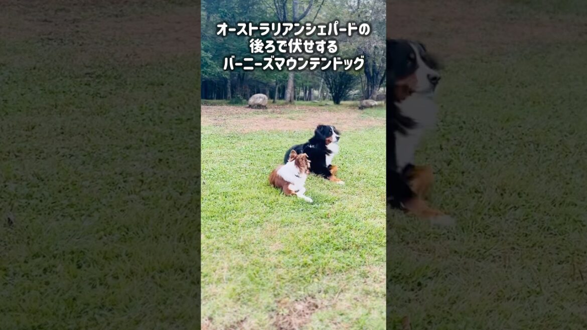 不思議な行動！オーストラリアンシェパードとバーニーズ