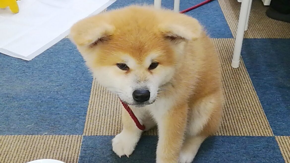 ひめちゃん配信！