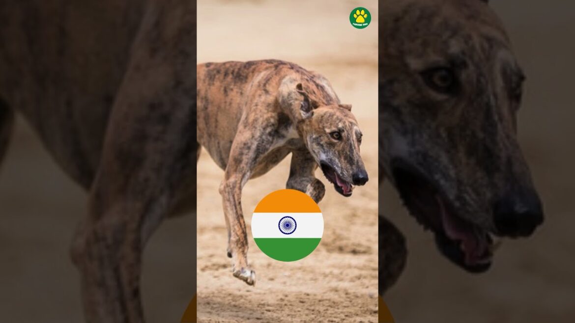 TOP 3 FASTEST Dog Breeds in The WORLD! #Shorts