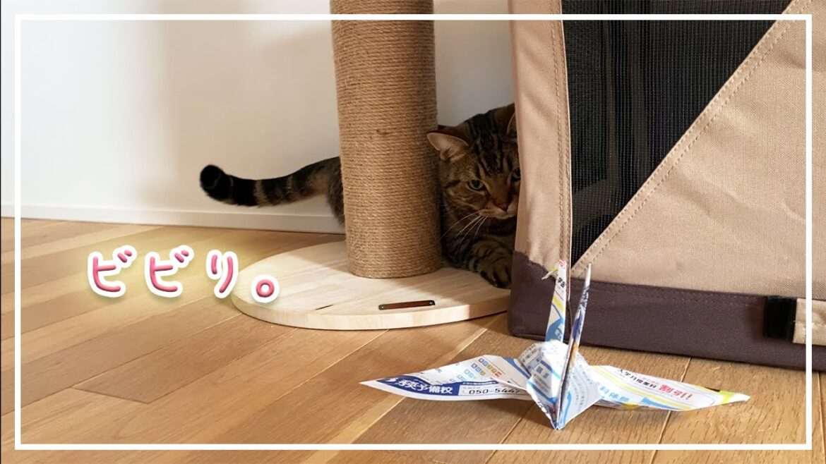 【ほっけ】折り紙の鶴は怖いらしい…【アメショ】#猫