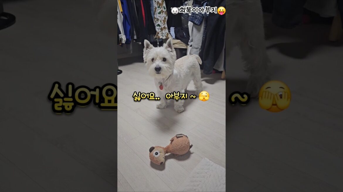 매번 생떼 부리는 나의 강아지~ #westie #화이트테리어 #puppy #강아지일상