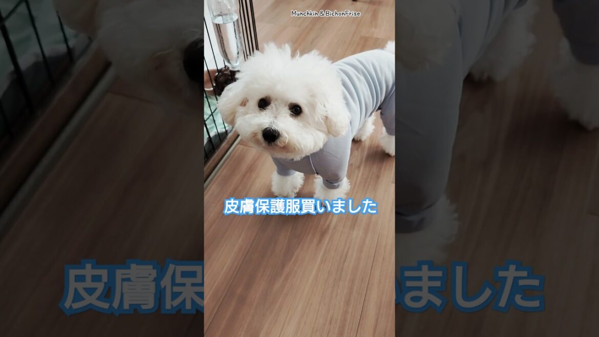 【ビションフリーゼ】皮膚保護服を買ってみました 【犬と猫、両方飼ってると毎日かわいい♥】