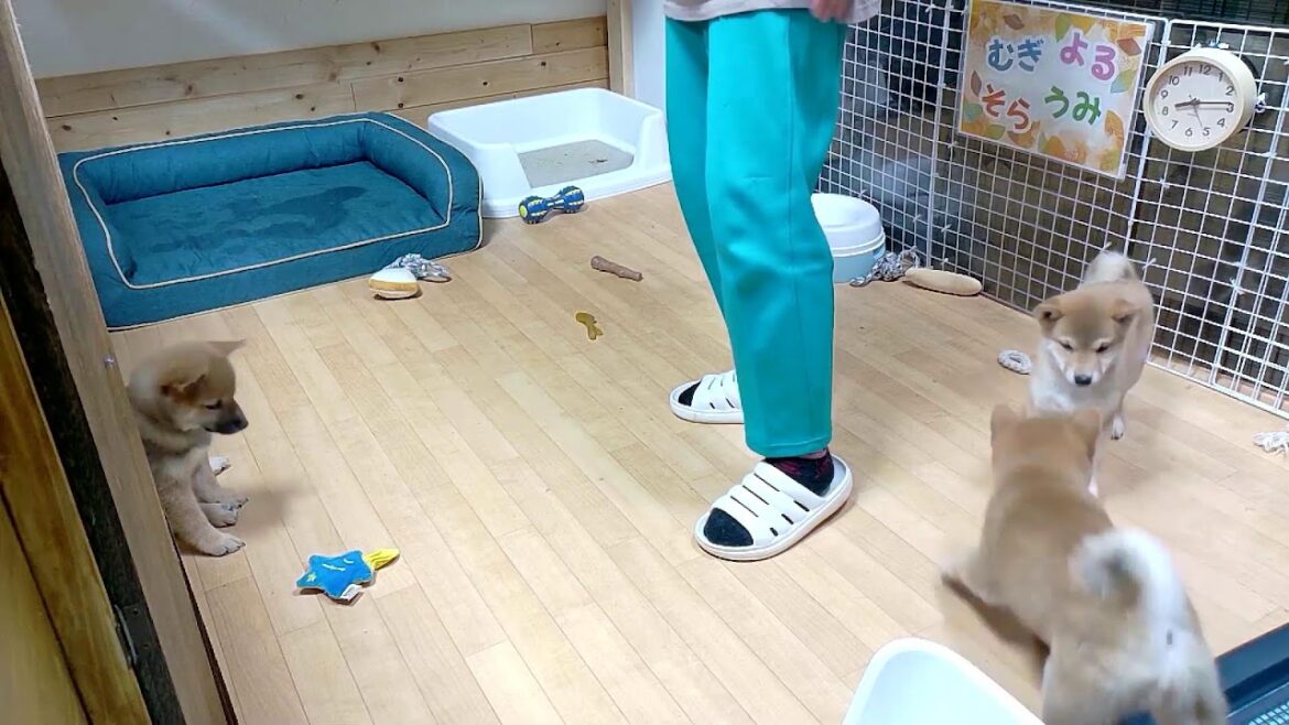 柴犬なつ!子育て生配信【生後67日】なんでも噛んじゃう期!でもカミカミおもちゃは興味薄・・・何故・・・(笑) 柴犬なつ!子育て生配信【生後67日】なんでも噛んじゃう期!でもカミカミおもちゃは興味薄・・・何故・・・(笑)