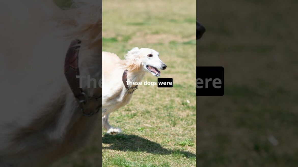 Meet the Oldest Dog Breed  The Saluki!  #animal #dog #doglover