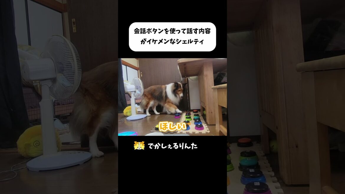 会話ボタンを使って話す内容がイケメンなシェルティ #shorts 会話ボタンを使って話す内容がイケメンなシェルティ #shorts