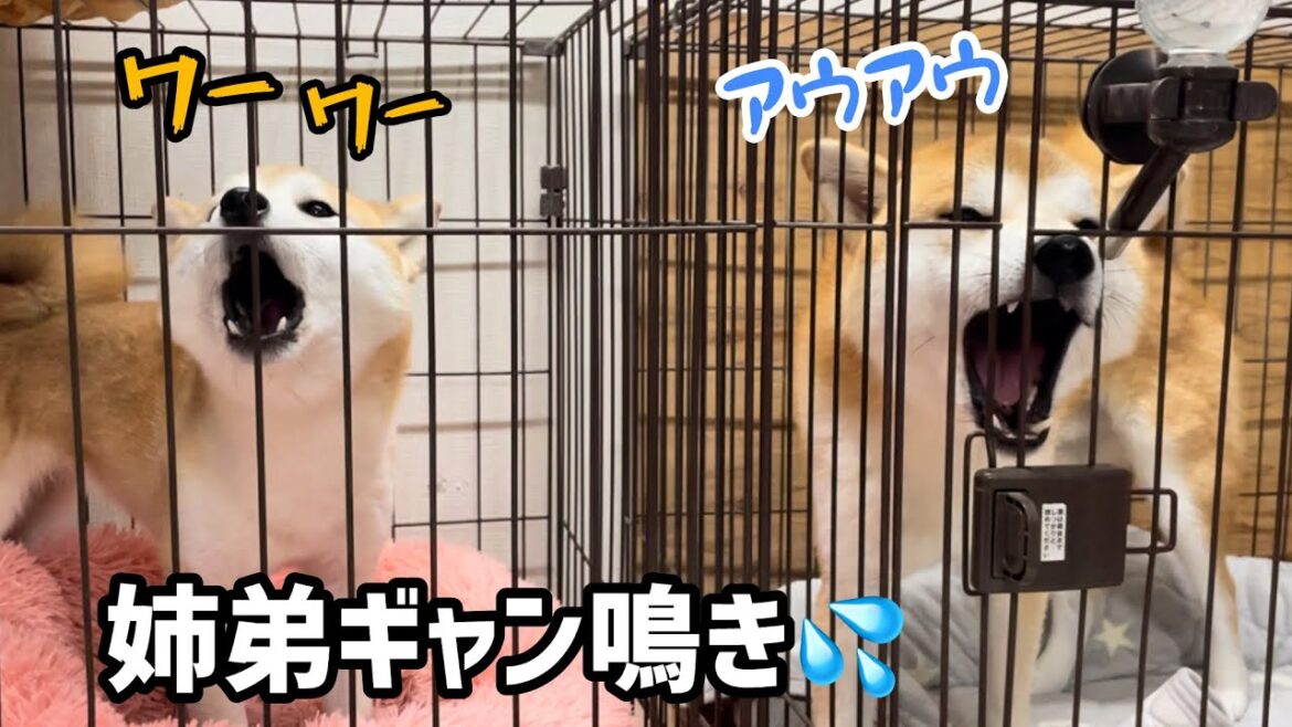 【犬語音量(超)注意】勘違いした柴犬姉弟がギャン鳴きしています汗