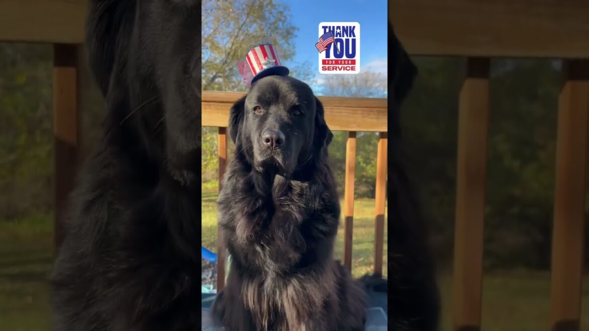 Happy Veterans Day! 🇺🇸🐾 #veteransday #youtubeshorts #newfoundlanddog