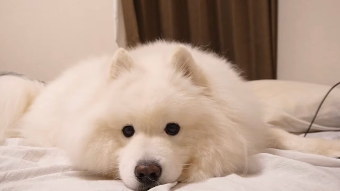 大好きなパパと片時も離れたくないサモエド犬