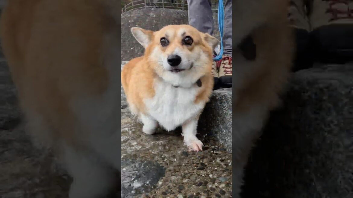川辺を歩くコーギー / A corgi walking along the river #shorts
