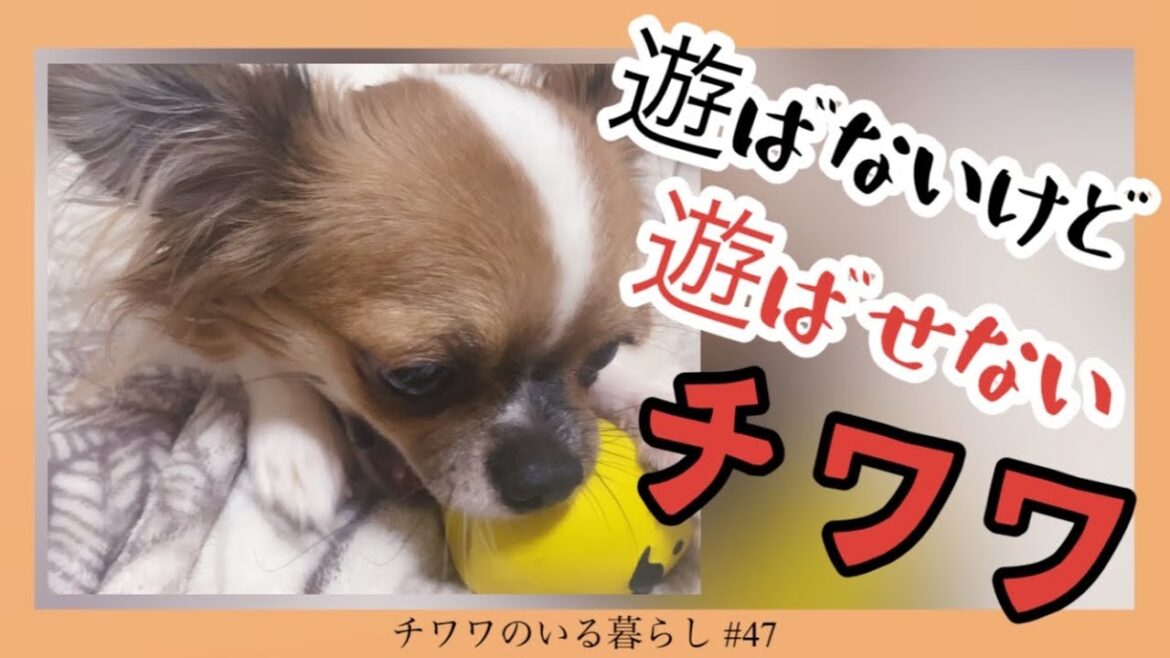 【ロングコートチワワ】おもちゃで遊ばないけど他の犬には遊ばせない【チワワのいる暮らし #47】