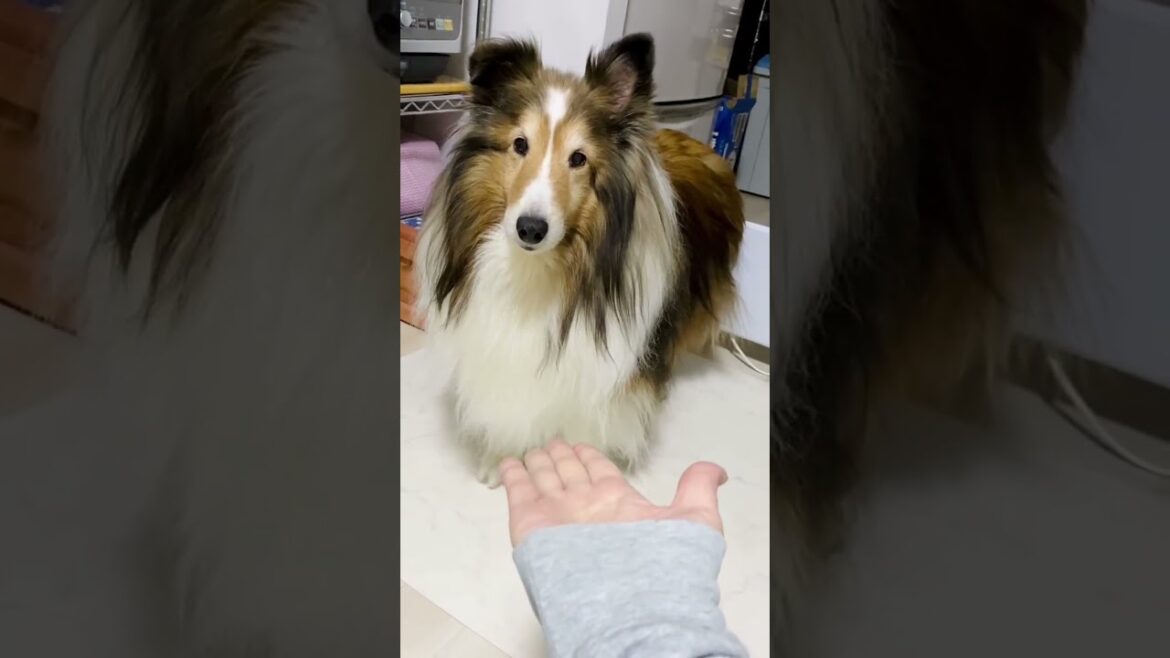 《シェルティ》ぼく、最強ですから、言うこと聞かないですよ😎