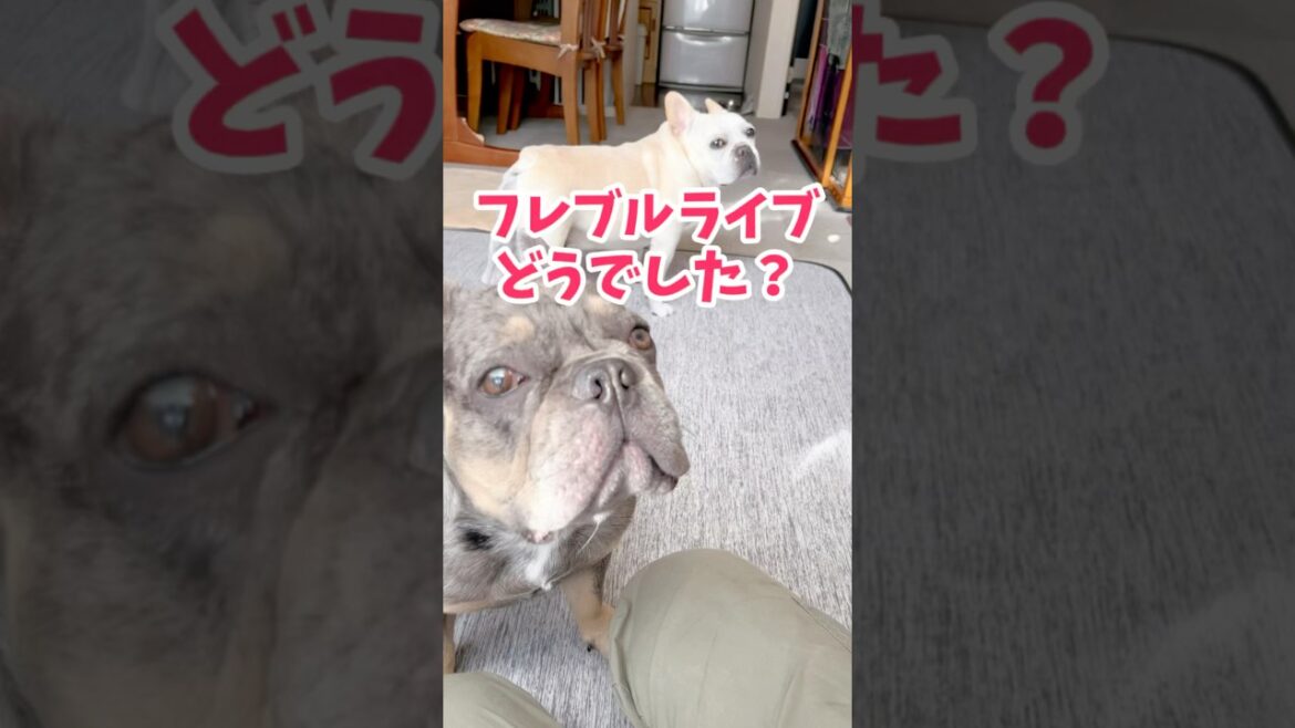 フレブルライブの感想聞いてみたww #shorts #フレブル #フレンチブルドッグ
