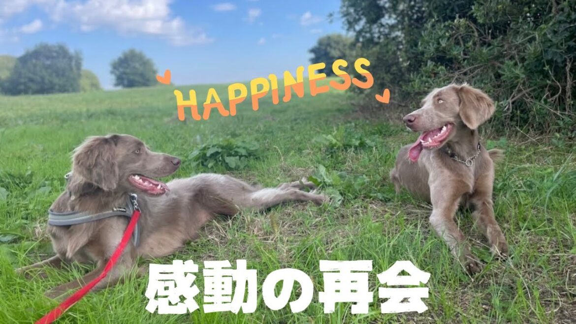 【ルルちゃん日記#47】感動の再開で飼い主もルルちゃんも幸せいっぱいです！