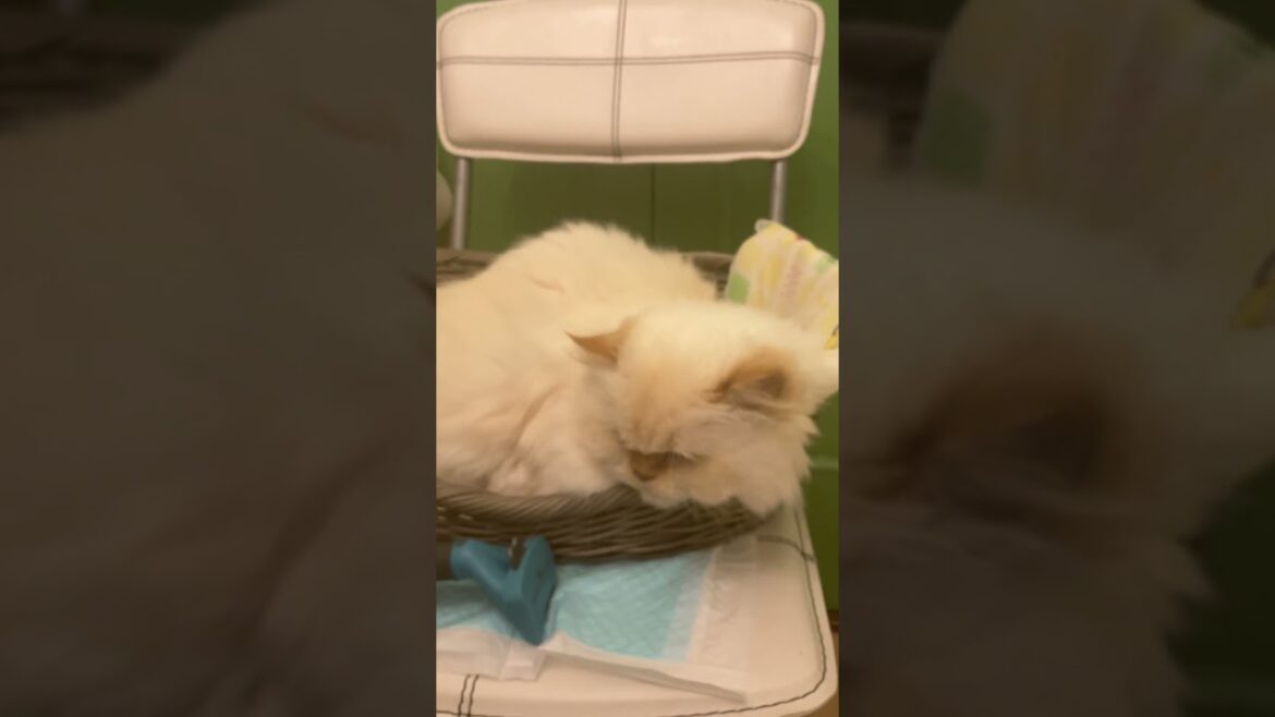 ♥チーノの日常「😾距離が近いです…💢…」…ママが離れたら、やれやれ…と　あくびに含まれた、隠れ〖ニヤ顔〗！！（ホワイトヒマラヤン13歳）癒し＃Shorts　#cat　#pets