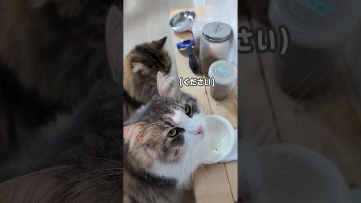 強い視線。それはカリカリ待ちの猫【ミヌエット&ノルウェージャンフォレストキャット】#Shorts 強い視線。それはカリカリ待ちの猫【ミヌエット&ノルウェージャンフォレストキャット】#Shorts