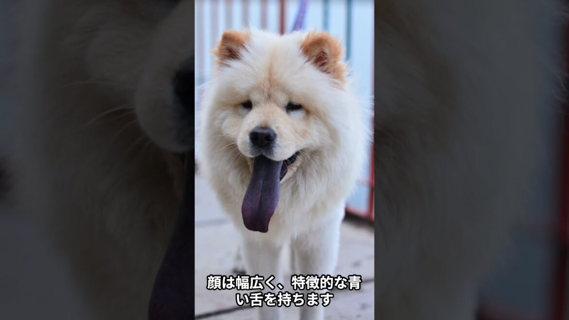 【チャウチャウの雑学】 #dog #雑学 #動物