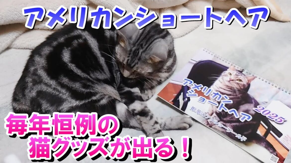 １１月だ！毎年恒例の猫グッズが出るぞ！（アメリカンショートヘア）