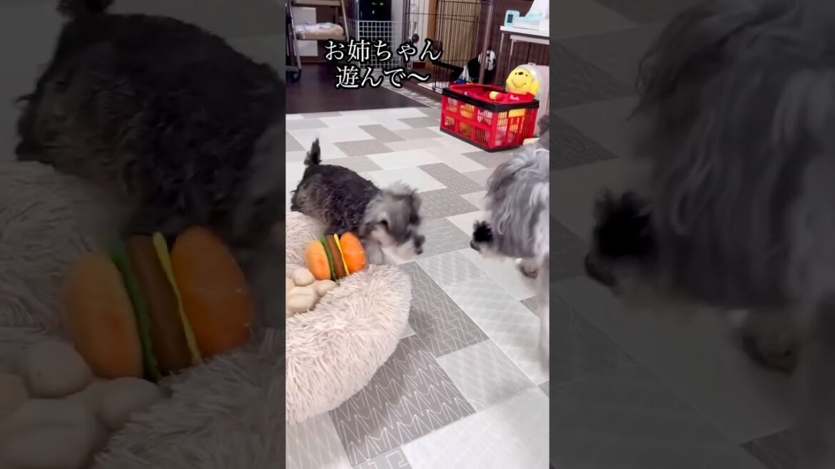 甘えん坊の子犬が可愛すぎる　#ミニチュアシュナウザー #子犬 #かわいい犬
