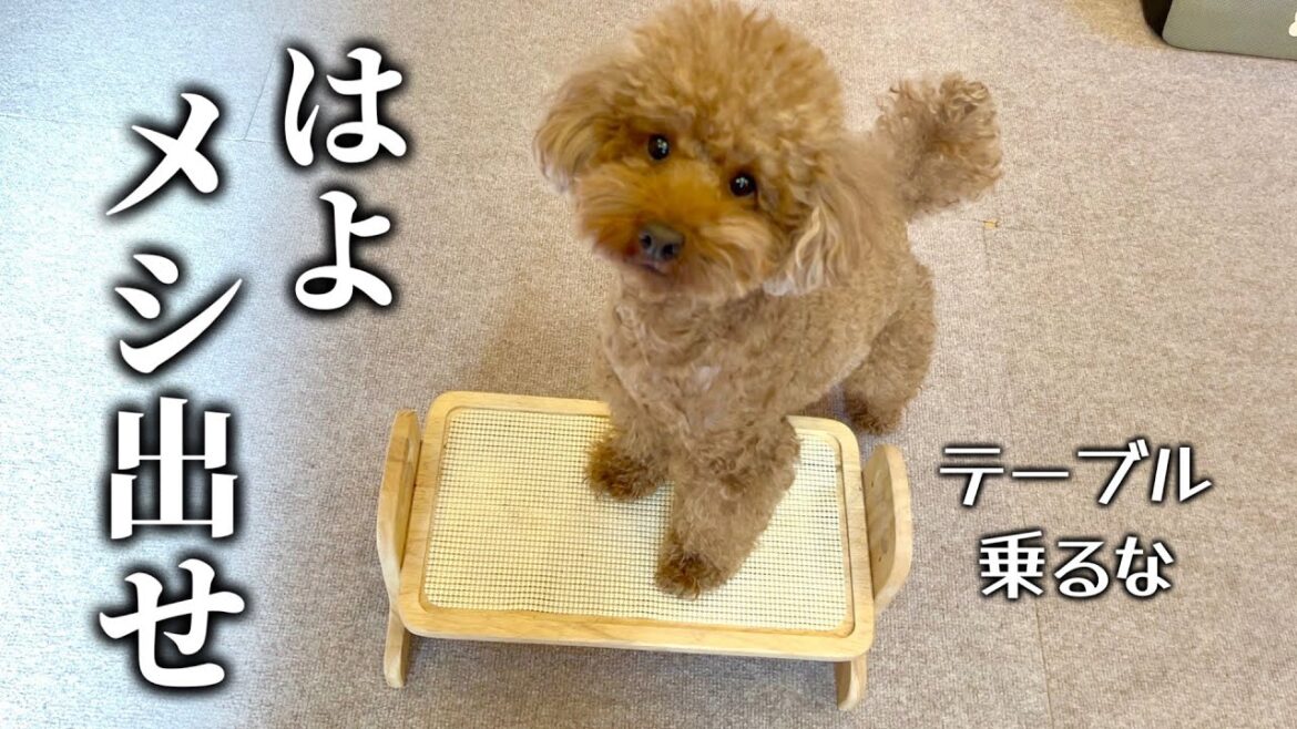 限界まで空腹にさせてから食うメシは格別。【子ドッグのグルメ】