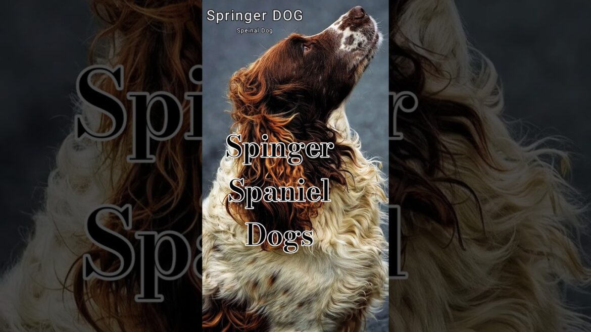 Meet This Breed Dogs Springer Spaniel when ignore they a #Springerspaniel#dog #dogsofyoutube#animal Meet This Breed Dogs Springer Spaniel when ignore they a #Springerspaniel#dog #dogsofyoutube#animal