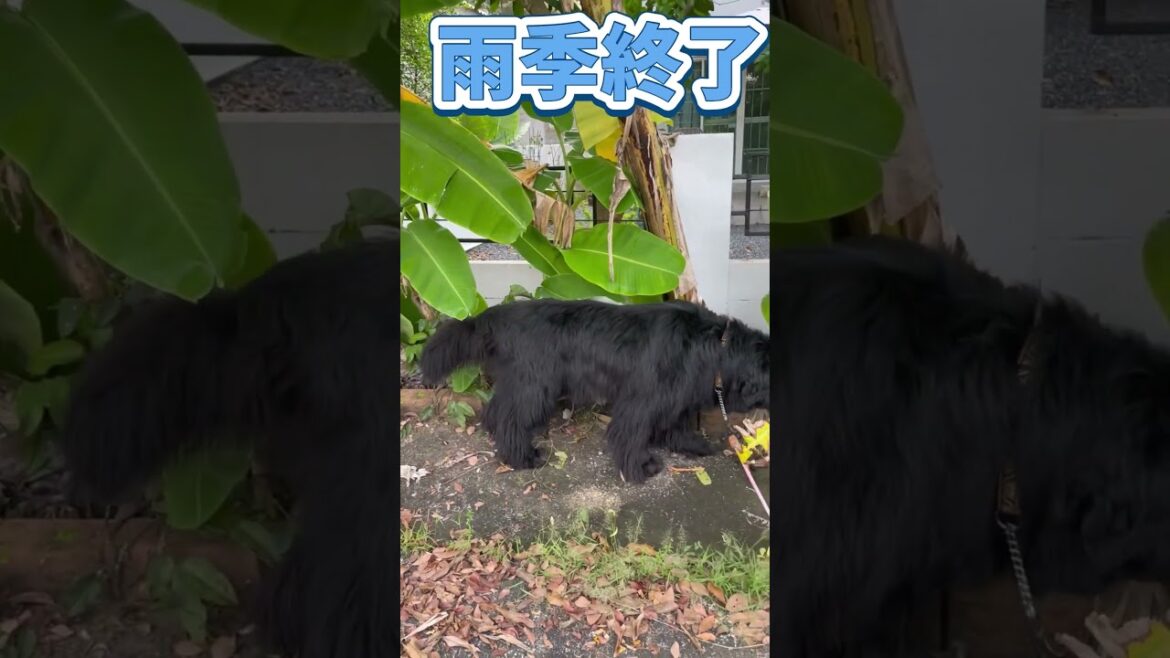 【乾季突入】長い雨季が終わりました　#bigdog #newfoundlanddog #タイ
