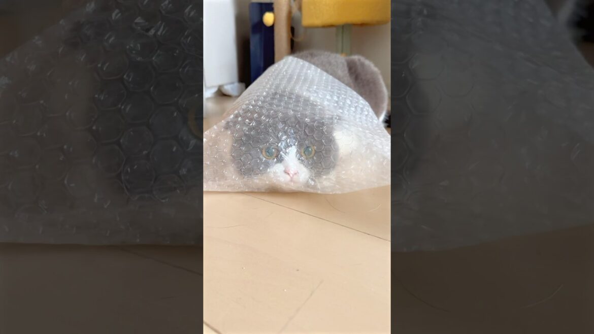 ぷちまるプチプチ #cat #kitten #catlover #cute #cutecat #猫 #ブリテッシュショートヘアー #猫のいる暮らし #ぷちぷち