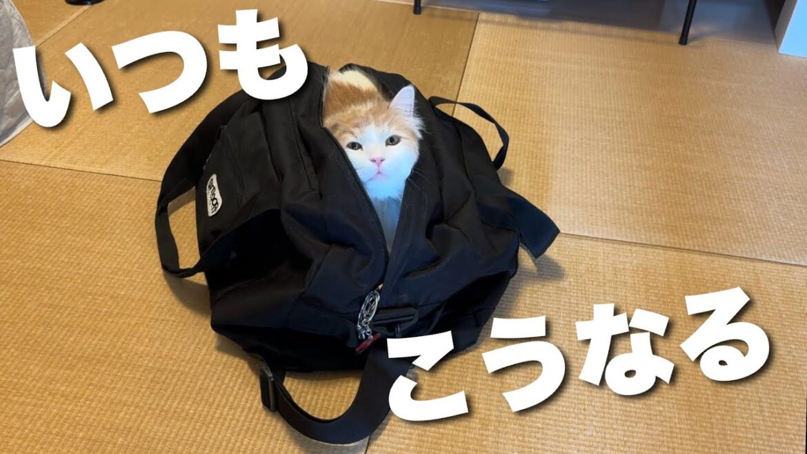 バッグを放置してると猫がいつもこうなる…