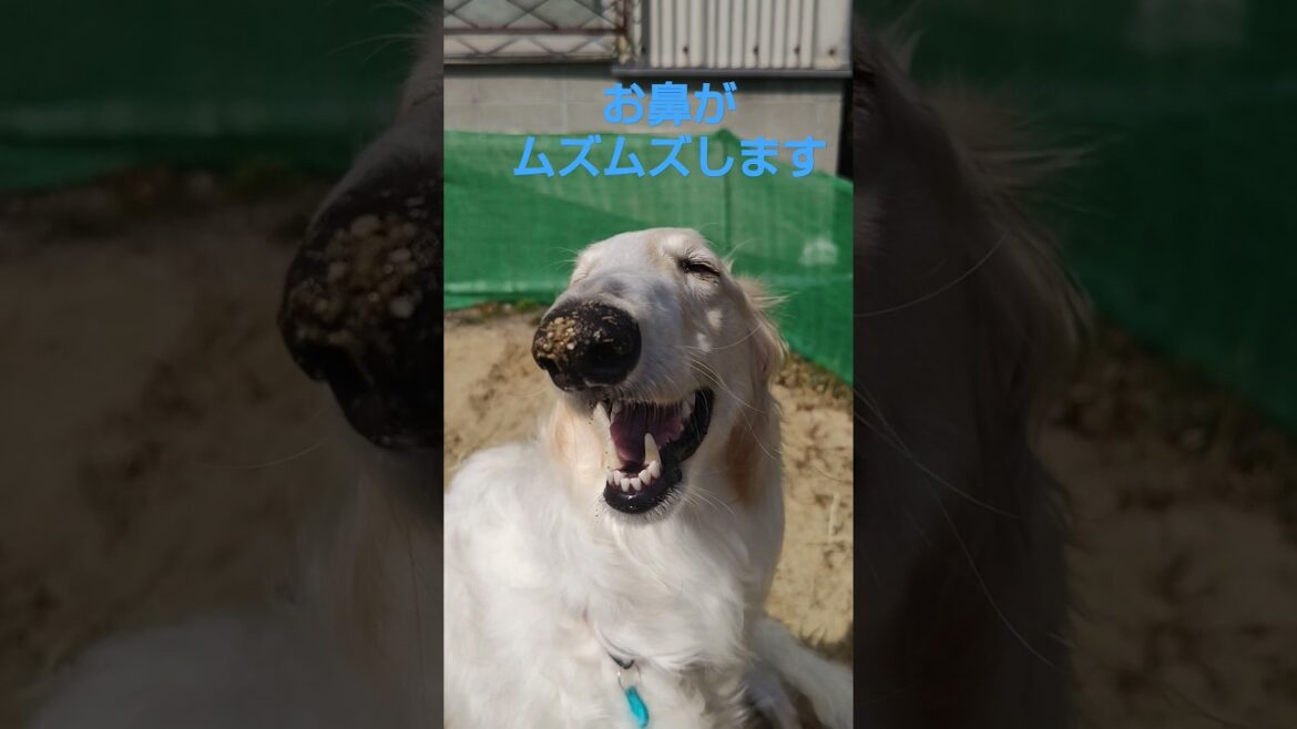 お鼻がピクピク ボルゾイ🐶💦Nose sponge borzoi