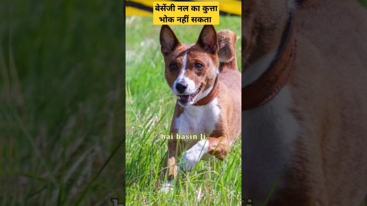 Basenji breed ka  kutta bhok nahi sakta  dog facts #shorts #dog #facts