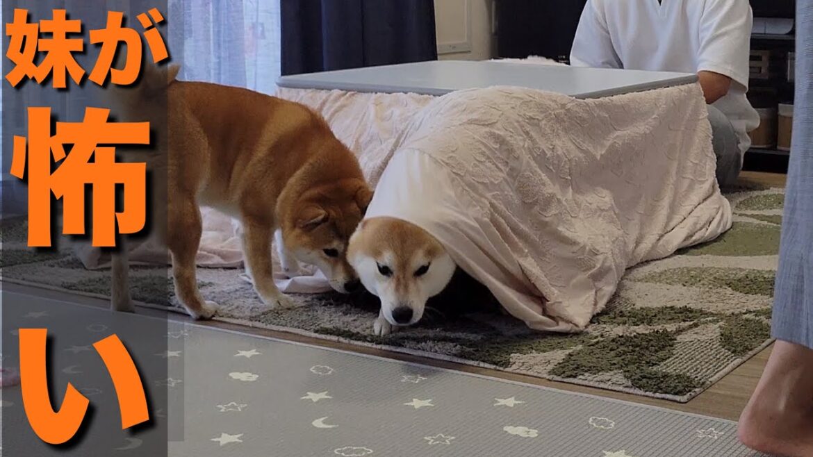 大好きなこたつ…の準備を妨げる者は、兄でも容赦なくブチ切れる柴犬