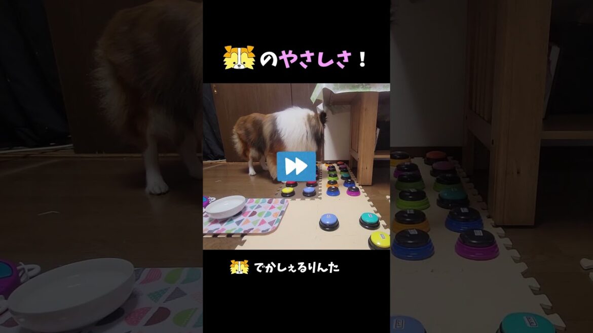 シェルティのやさしさ！ 【会話ボタンでしゃべる犬】 #shorts