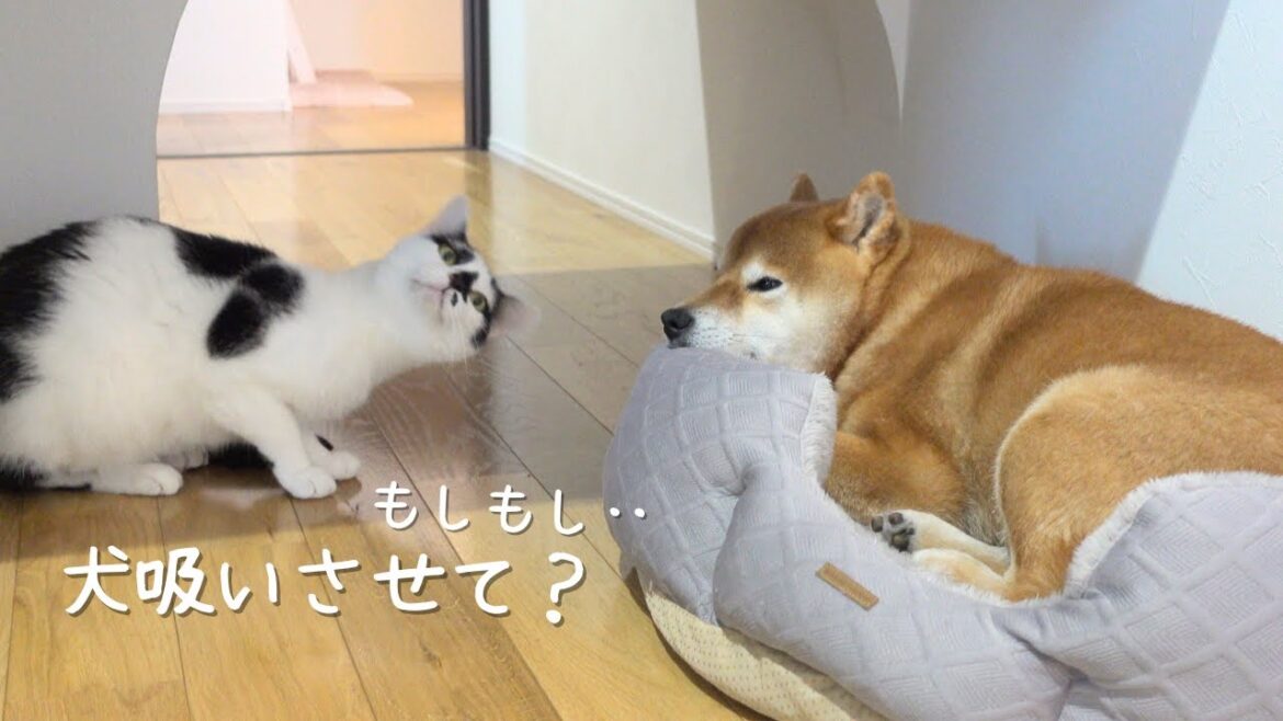 柴犬が好きすぎる猫！半日間犬吸いができないと、こうなる。