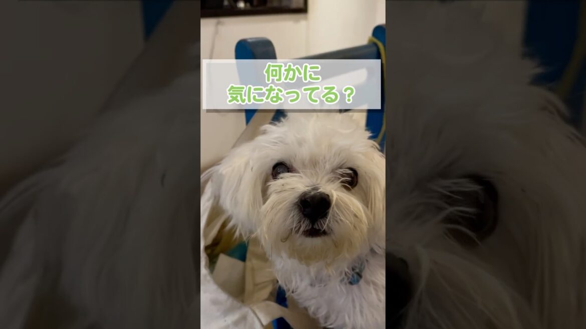イタズラがバレた愛犬の反応【マルチーズ】#shorts