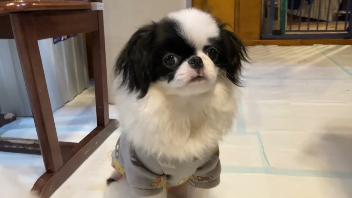 狆 (チン) 【狆専門犬舎】元気な子です(^^)