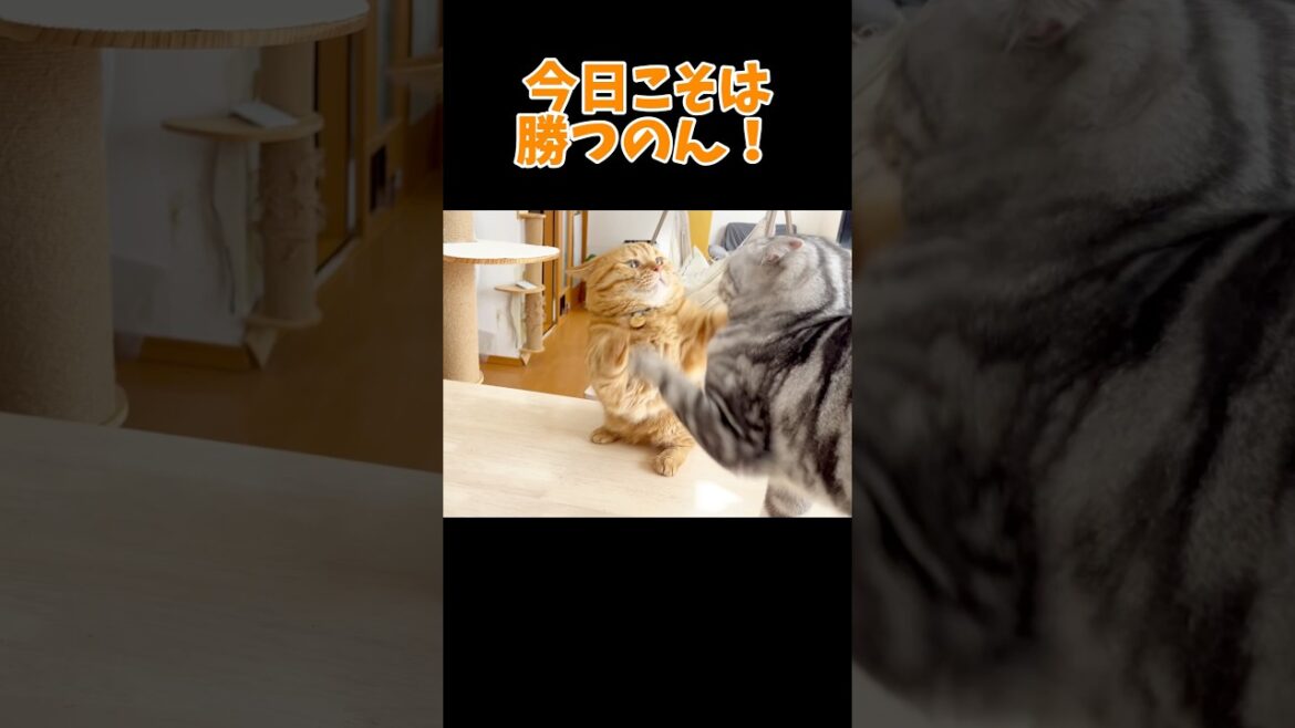 毎回めげずに息子にちょっかい出すパパ猫と毎回止めに入る猫 #マンチカン#shorts