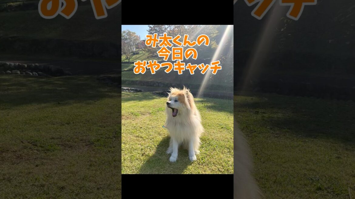 み太くんの今日のおやつキャッチvol.44 #秋田犬 #shorts #癒し