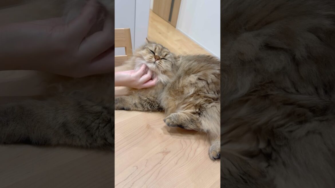 首が気持ちいいと足が動く子猫 【サイベリアン】 #Shorts