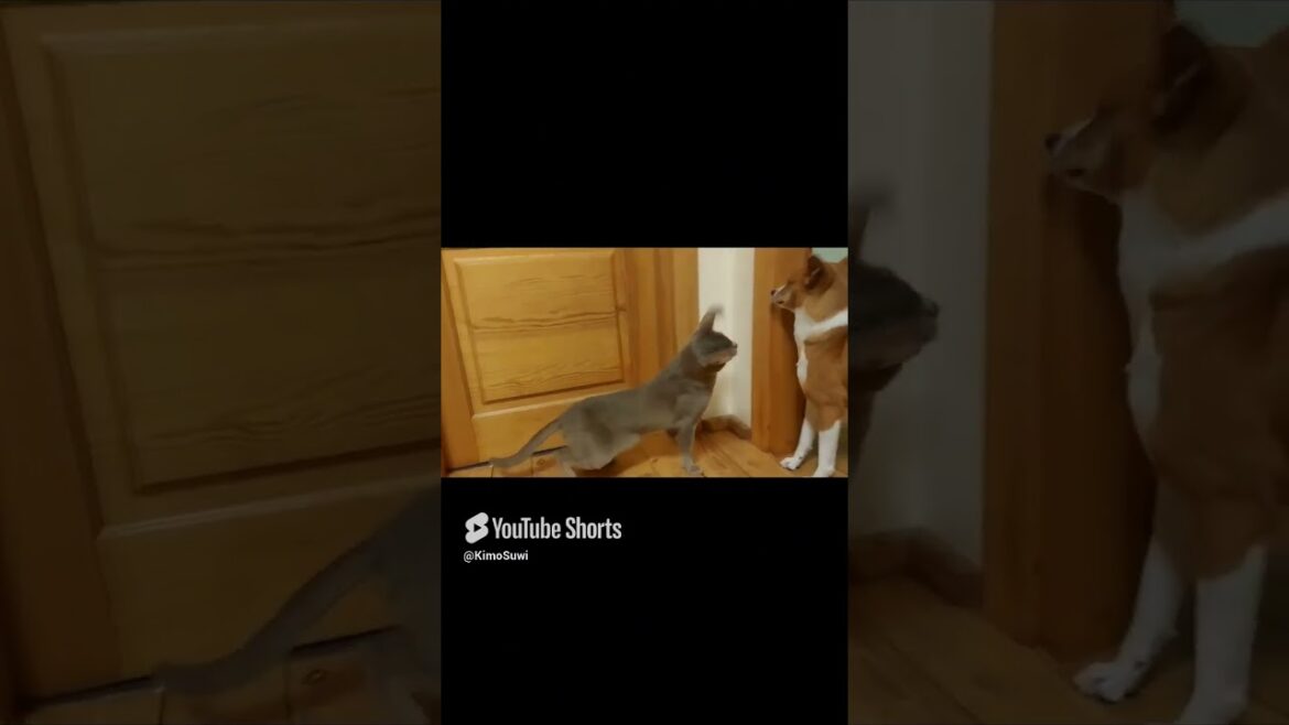 Ms. Kiwi defends herself from the Atack  #shorts #dogs #doglover